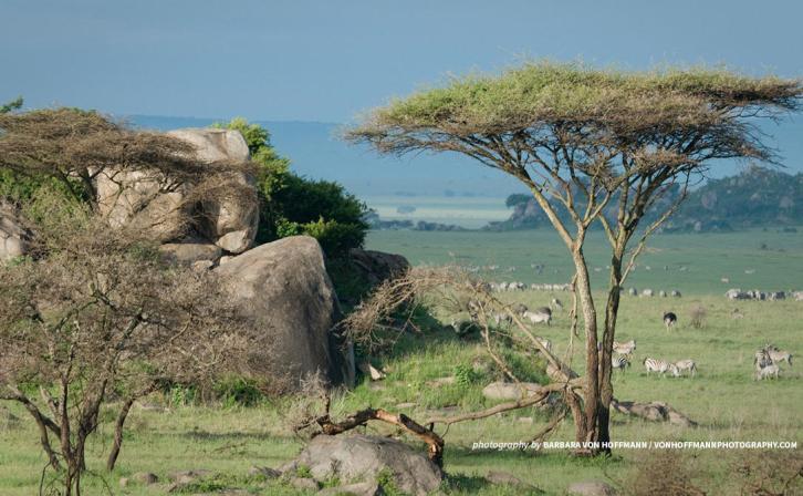Photo of African wildlife grazing in African savanna landscape