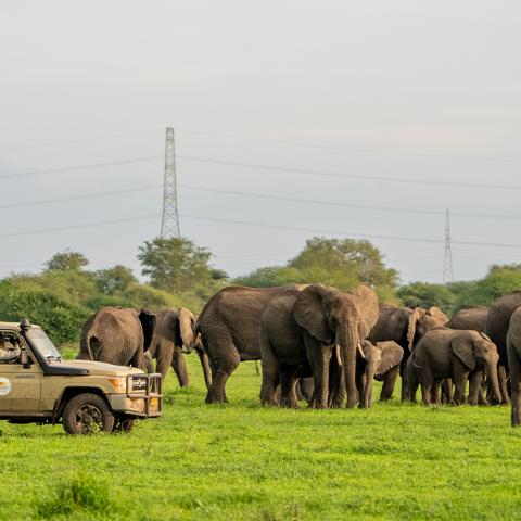 A vehicle is parked near a pod of elephants.
