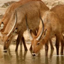 Defassa waterbucks drinking water in Niger protected area