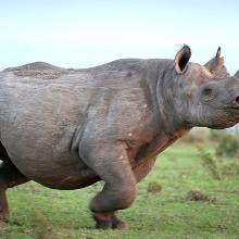 Photo of rhino in grassy landscape
