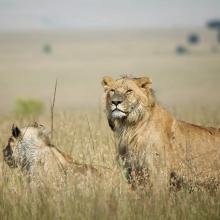 Lions in savanna grassland