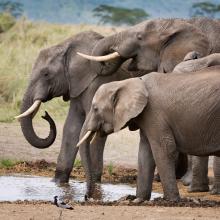 Caring for Wildlife banner: Elephants at the Watering Hole