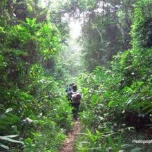 Rangers walking through dense forest in Campo Ma'an National Park in Cameroon