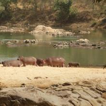 Landscape photo of hippos basking on the banks of Faro River in northern Cameroon