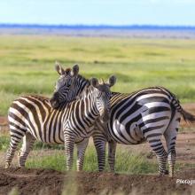 Photo of a two zebras in open savanna grassland in Amboseli National Park in Kenya
