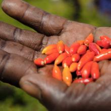 Close-up photo of chili peppers grown by rural farmers in Uganda to repel elephants