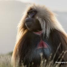 Close-up photo of gelada monkey in Ethiopia highlands
