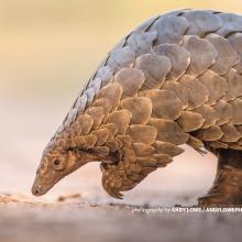 Photo of a pangolin in dry savannah landscape in Africa
