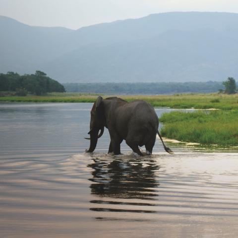 Elephant.