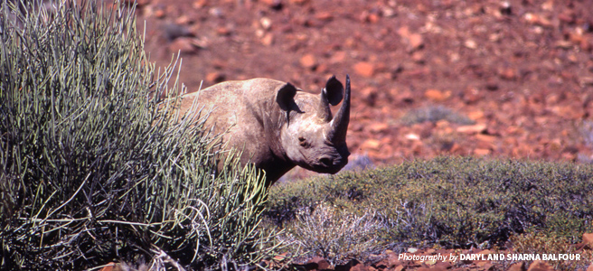 Photo of black rhino in desert landscape in Namibia