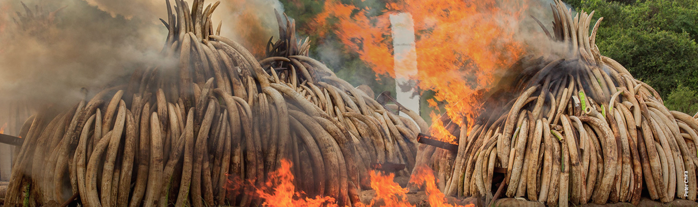 Ivory Burn in Kenya