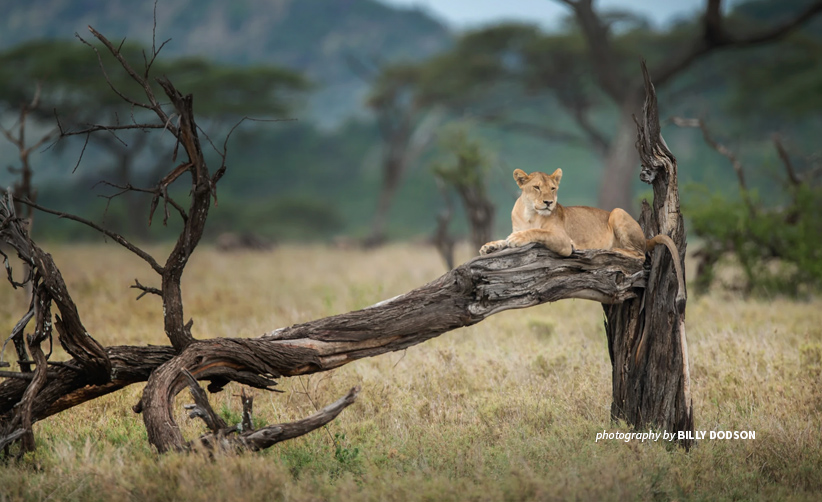 African Lion