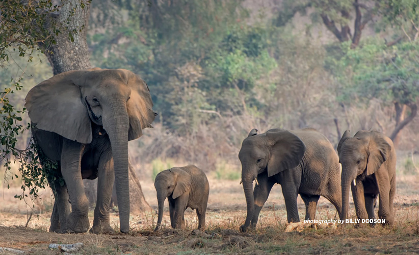 Elephant Human Conflict