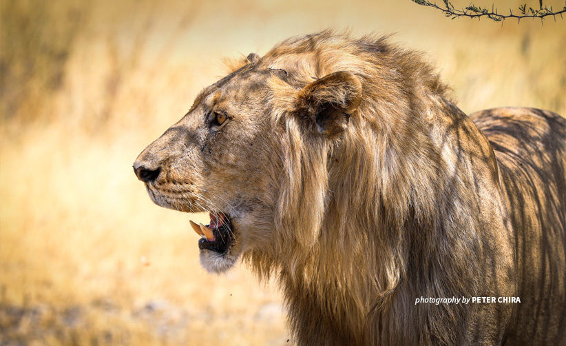 Lion Roaring