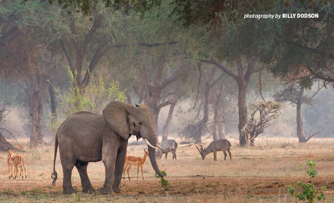 Human-wildlife encounters threaten both wildlife populations and the safety of communities