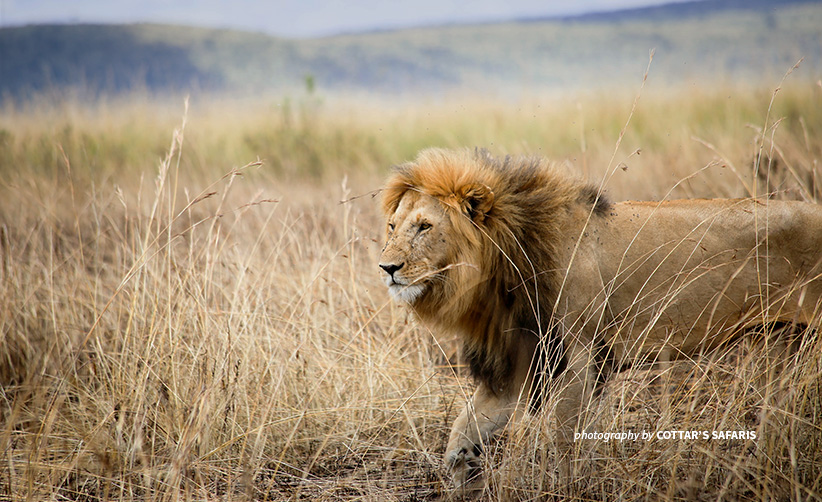 Lion Conservation Olderkesi Community Wildlife Consverancy