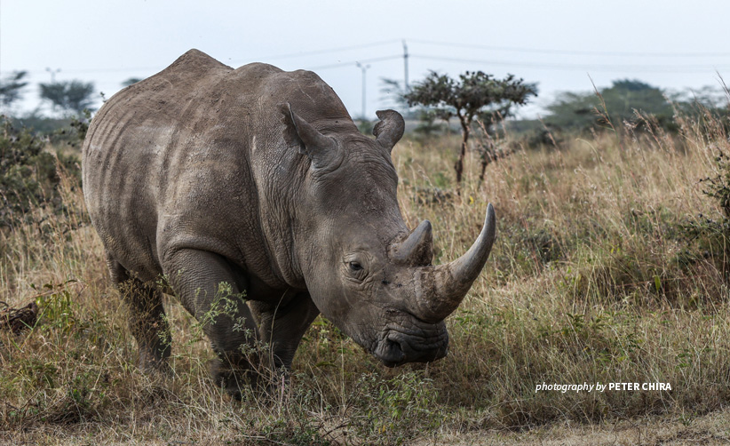 White Rhino