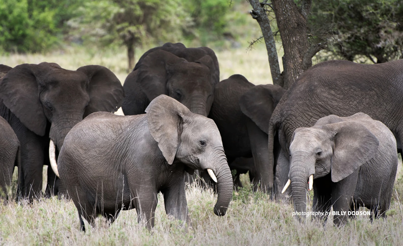 Young Elephants