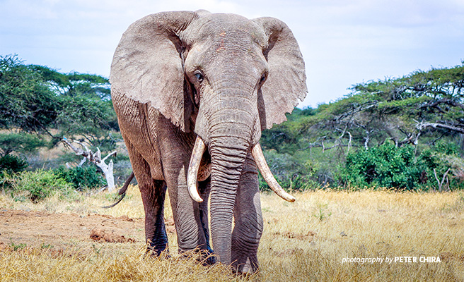 African elephant