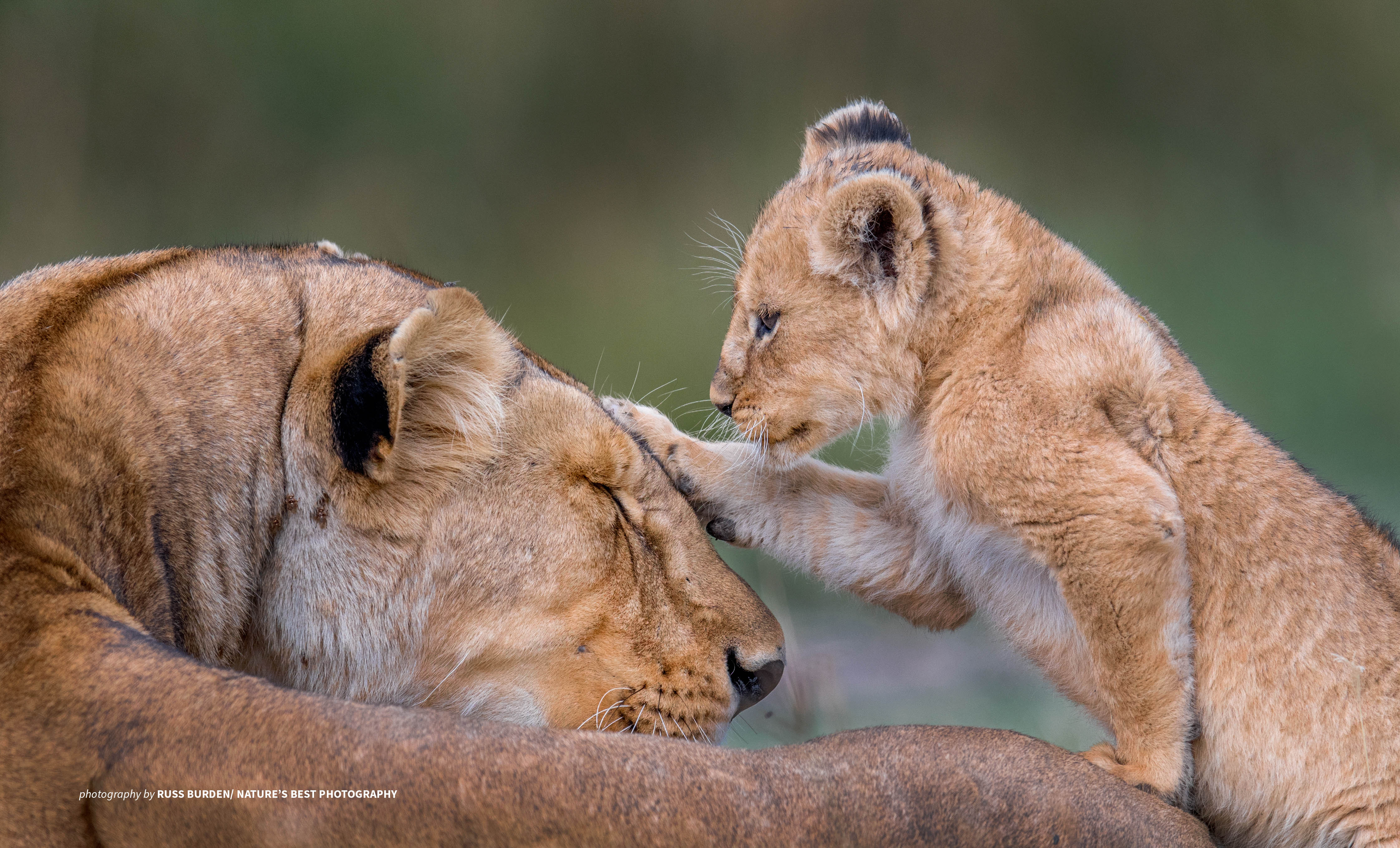 Photo of a reclining lion cub patting a lioness on the head.