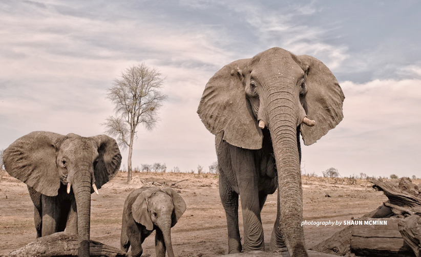 Elephants in Hwange National Park