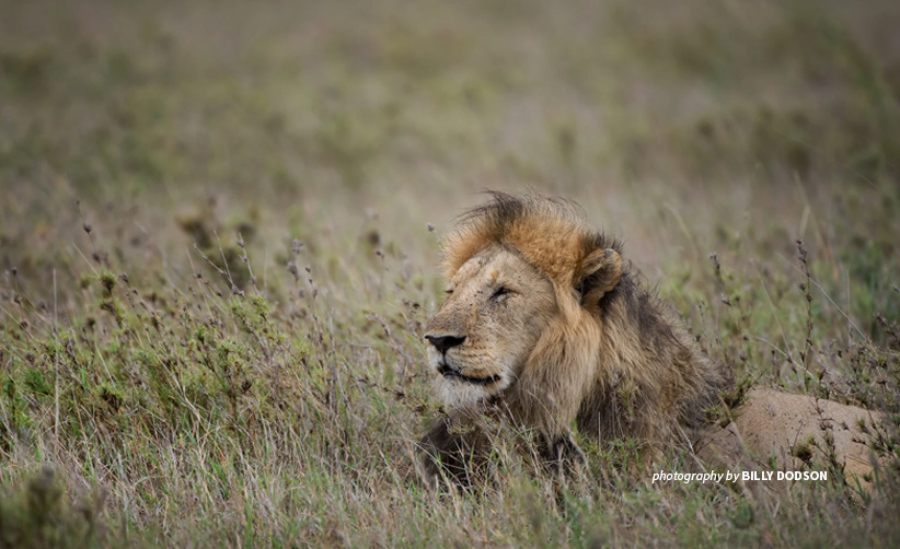 Male African lion sitting in savanna grassland