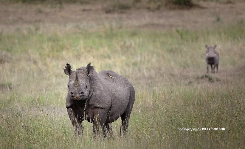 Black rhino in Kenya