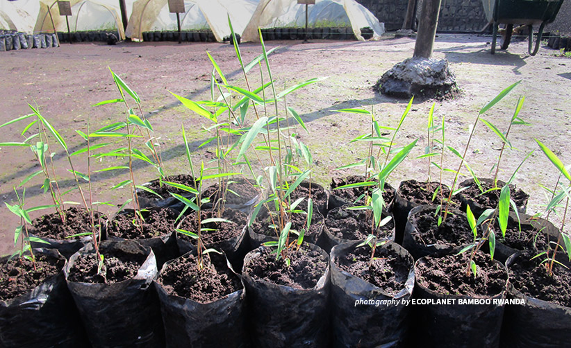 Bamboo wildings for Volcanoes National Park ecological restoration