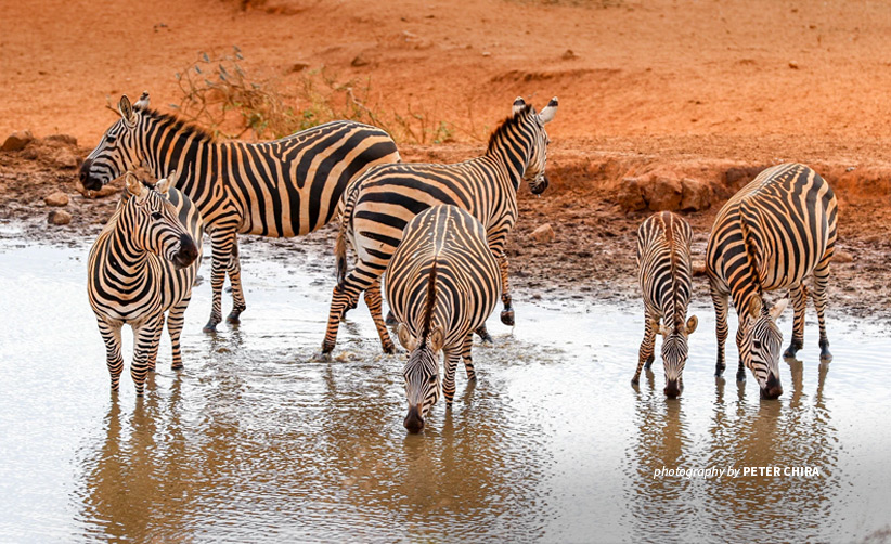 Herd of zerbras at watering hole in Tsavo, Kenya