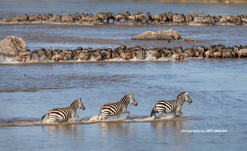 Three zebras and wildebeest herds crossing river in Serengeti