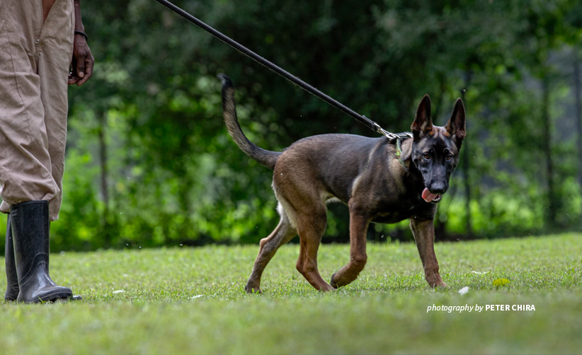 Photo of AWF-trained sniffer dog at Canines for Conservation facility in Usa River