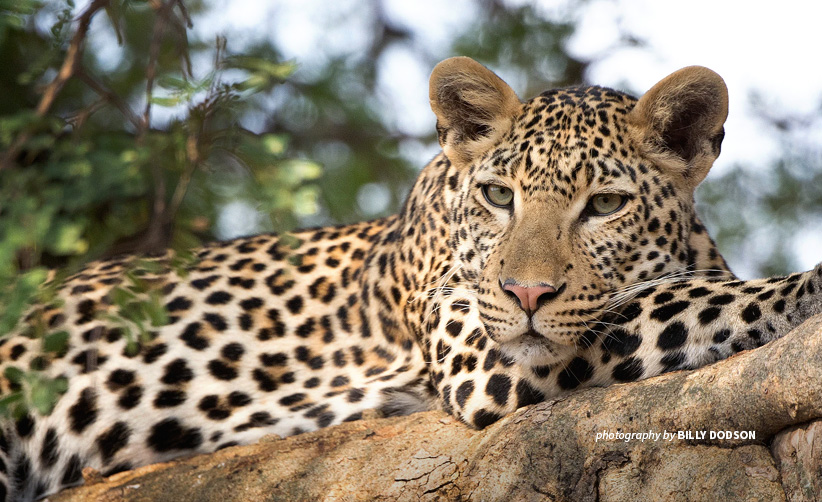 Close-up photo of African leopard resting on a tree