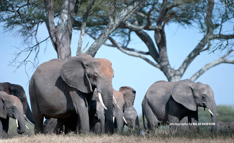 Photo of herd of elephants in Tanzania