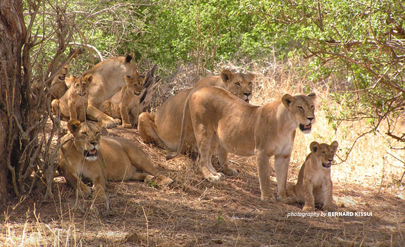 Photo of a pride of lions resting near a tree