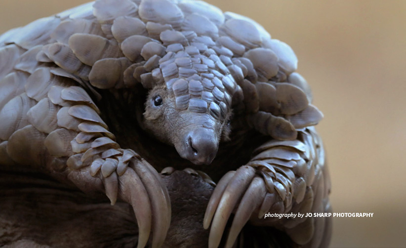 Close up of a pangolin in the wild