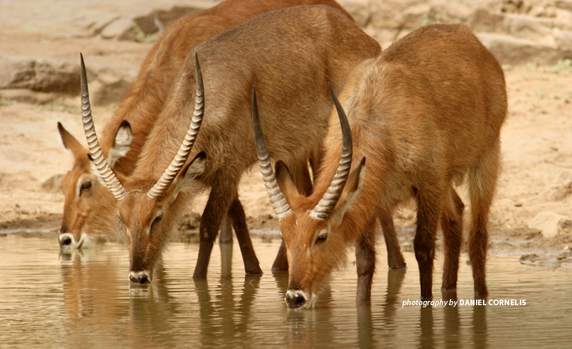 Defassa waterbucks drinking water in Niger protected area