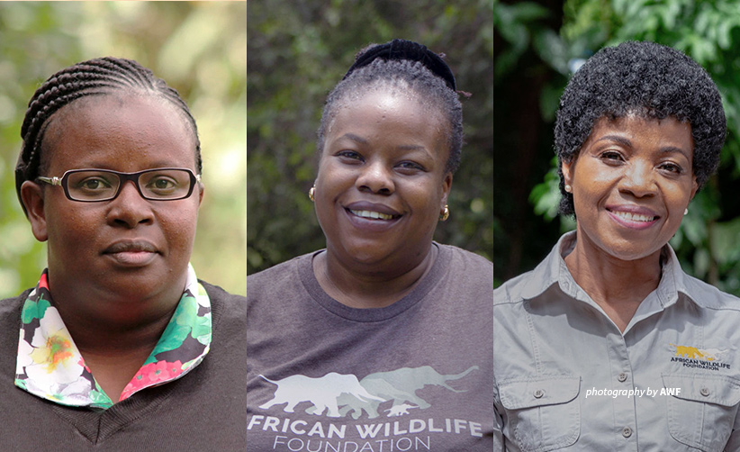 Portraits of AWF staff Sylvia Wasige, Didi Wamukoya and Olivia Mufute