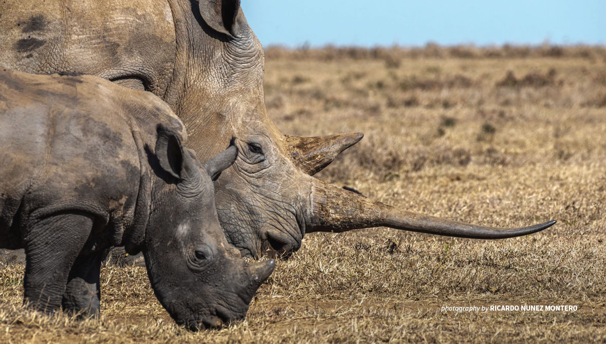 Photo of young rhino and adult rhino grazing in savanna grassland