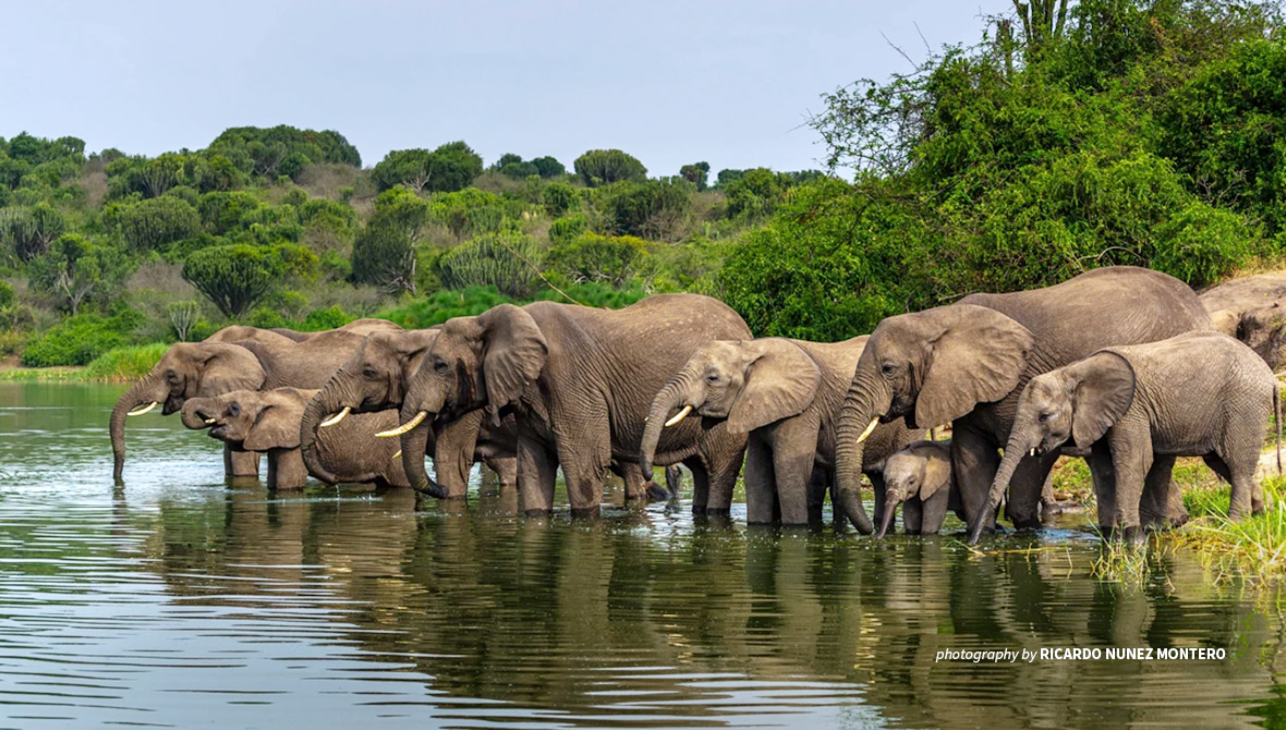 Photo of an elephant herd in Uganda