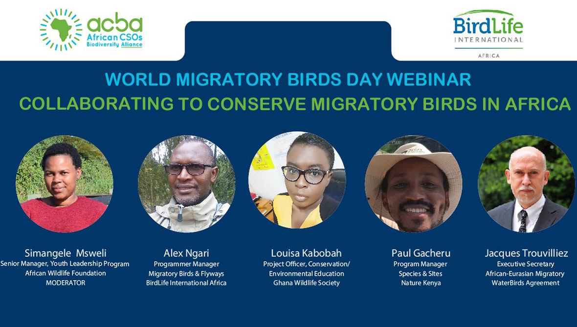 Poster of ACBA and BirdLife International webinar for World Migratory Birds Day