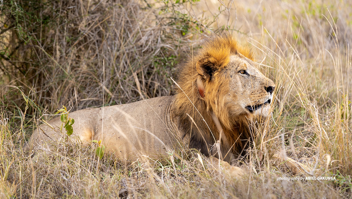 Photo of adult lion with satellite collar in LUMO Conservancy