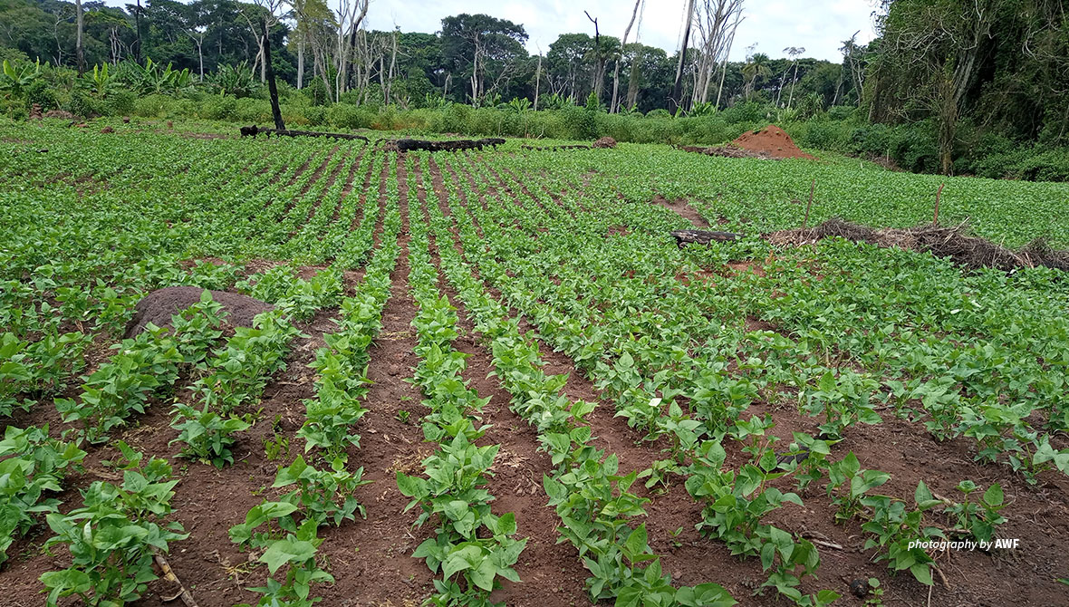 Photo of bean plantation on AWF-supported sustainable agriculture school field in Bili