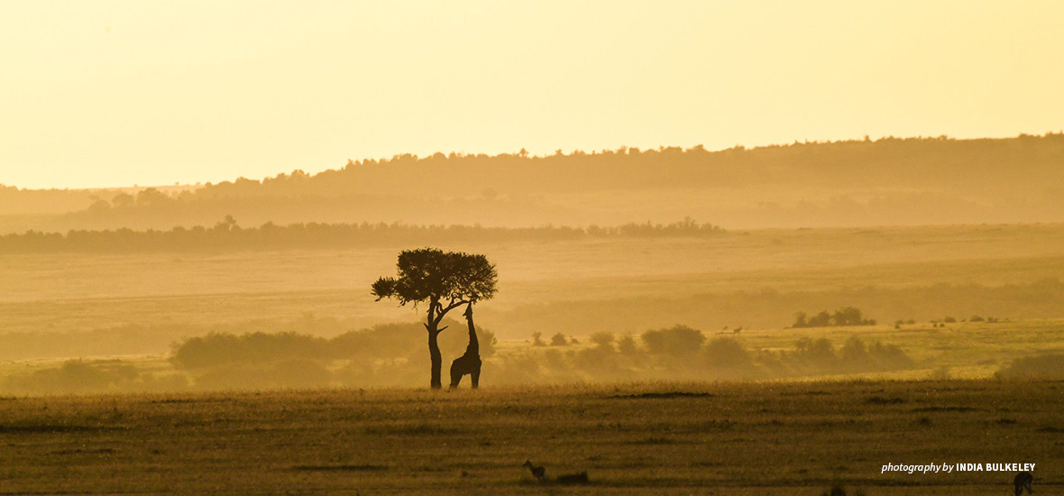 Photo of African giraffe under tree in savanna grassland at sunset