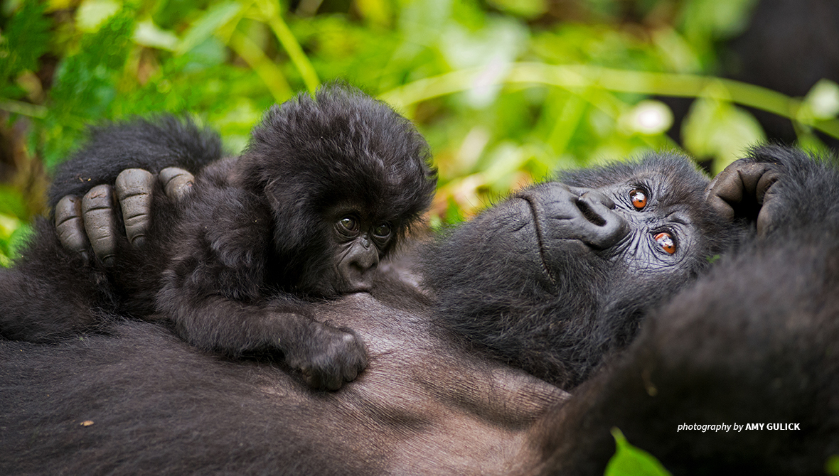 GORILLAS RELAXING