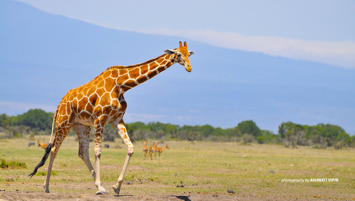 Photo of lone giraffe standing in Ol Pejeta Conservancy in Kenya