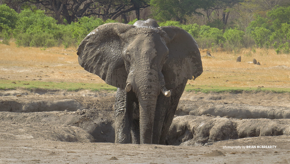 Photo of elephant in watering hole in Zimbabwe