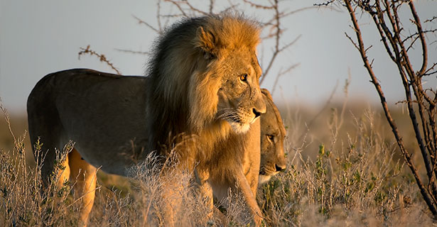 Namibia: Etosha National Park