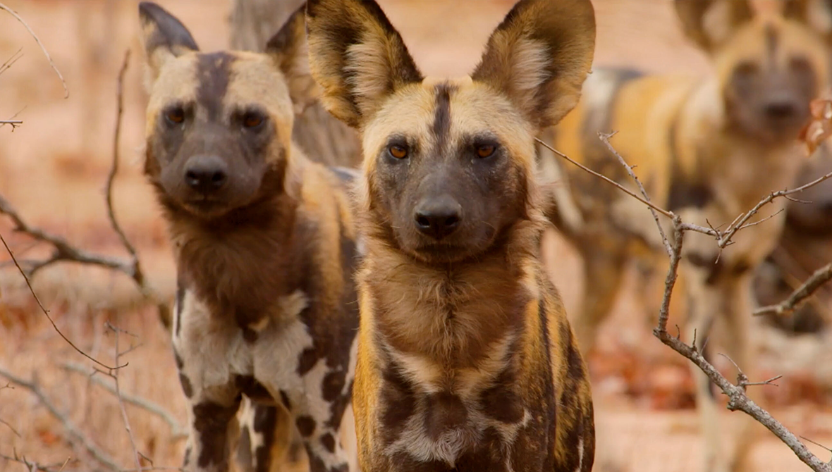 African Wild Dogs, Painted Dogs