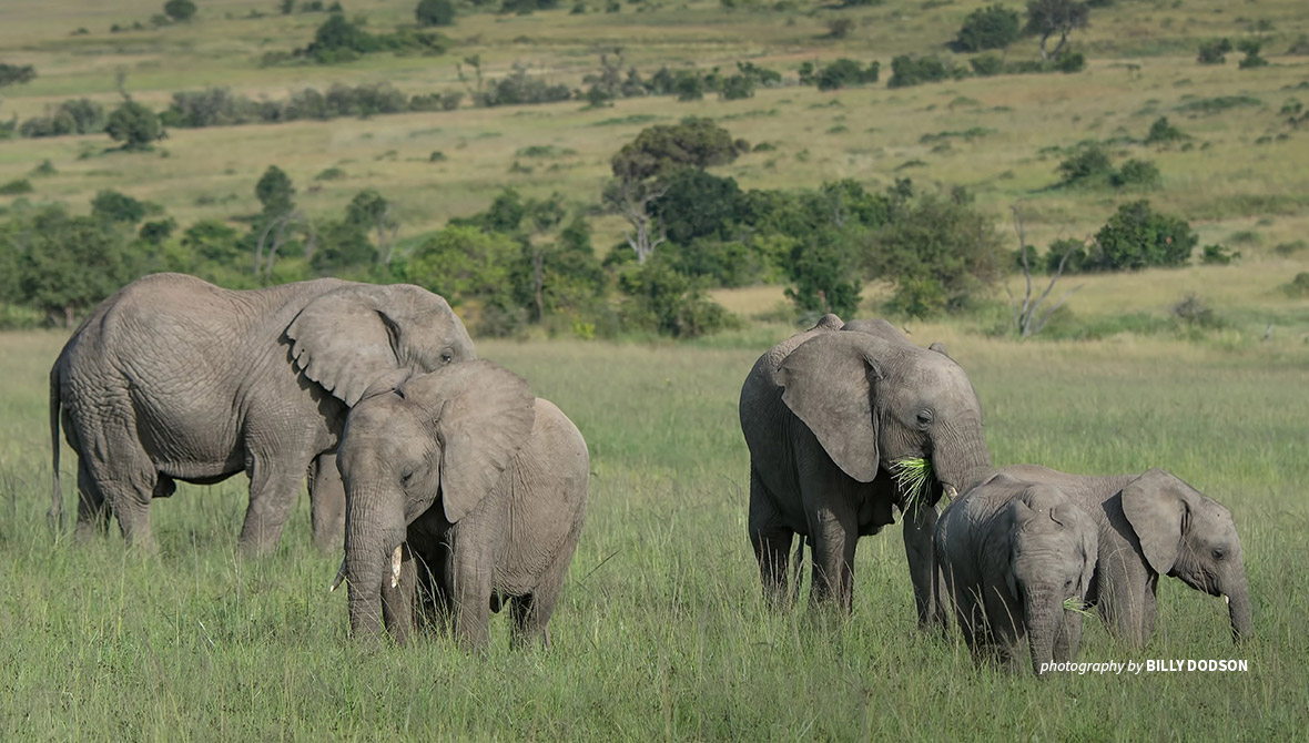 Photo of African savanna elephant herd in Africa