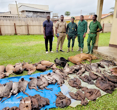 Photo of bushmeat seized by Campo Ma'an authorities